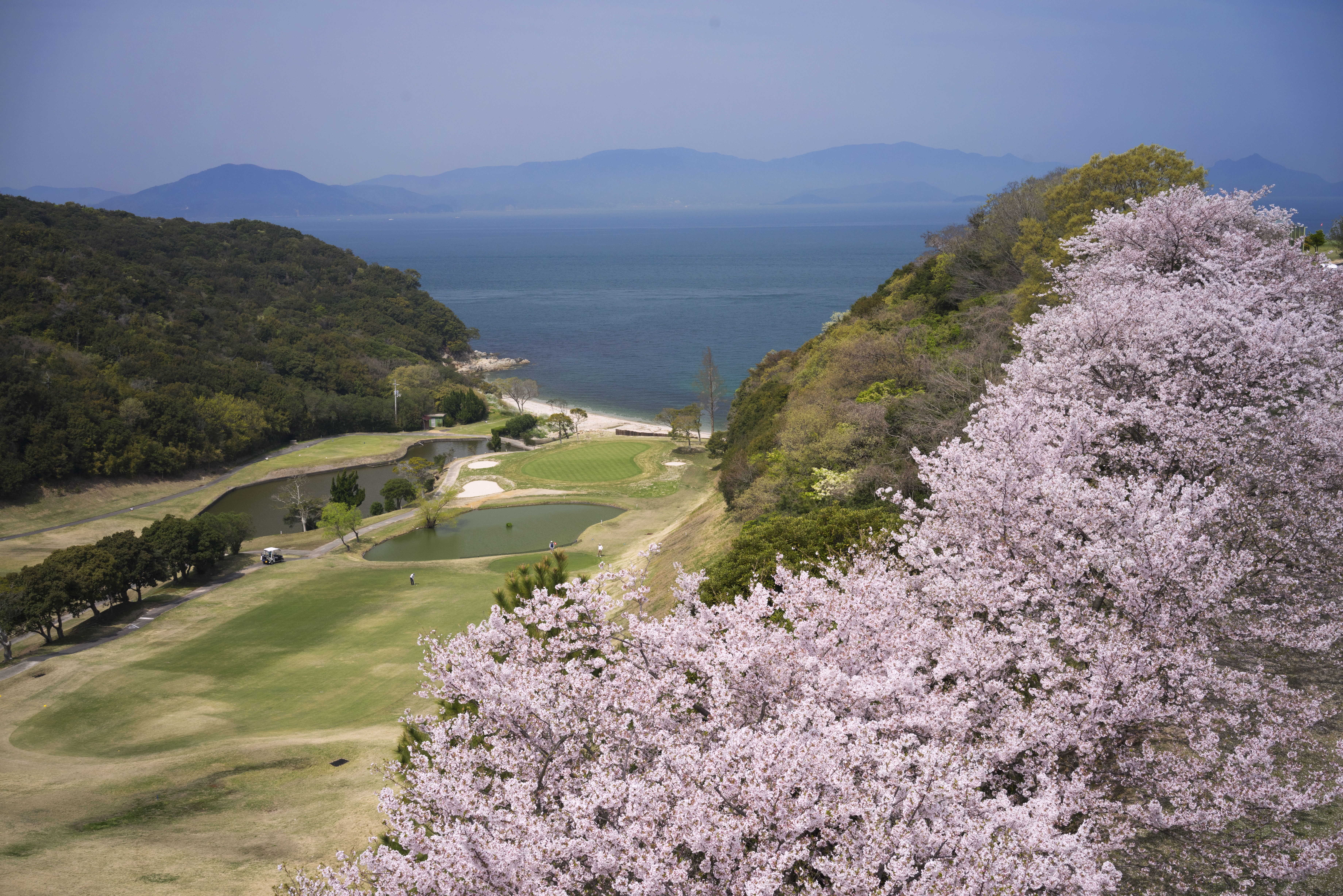 桜