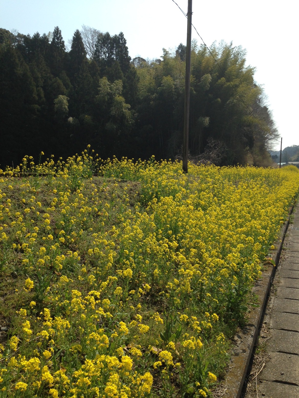 こちら房総半島は菜の花の季節になりました！ 千葉県ゴルフ場情報 | ゴルフダイジェスト･オンライン